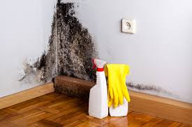 Mold Documentation for Insurance Claims in The Plains, OH